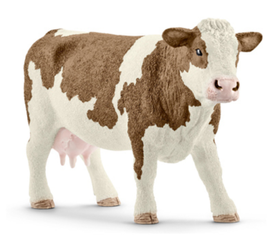 BRN/WHT Simmental Cow
