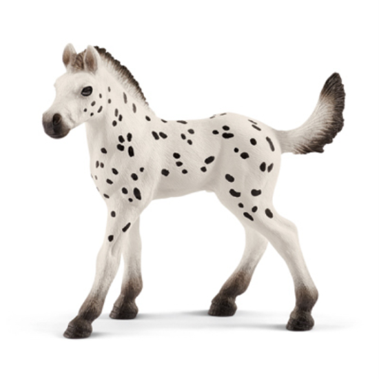 WHT Knabstrupper Foal