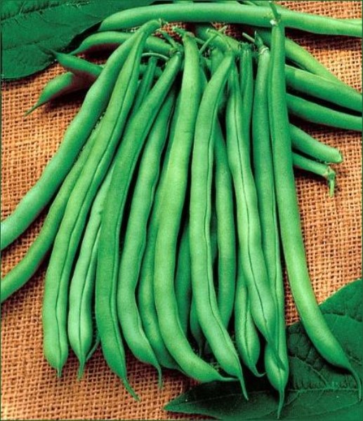 Blue Lake Bush Bean - 400+ Seeds, 4 oz - VALUE PACK!